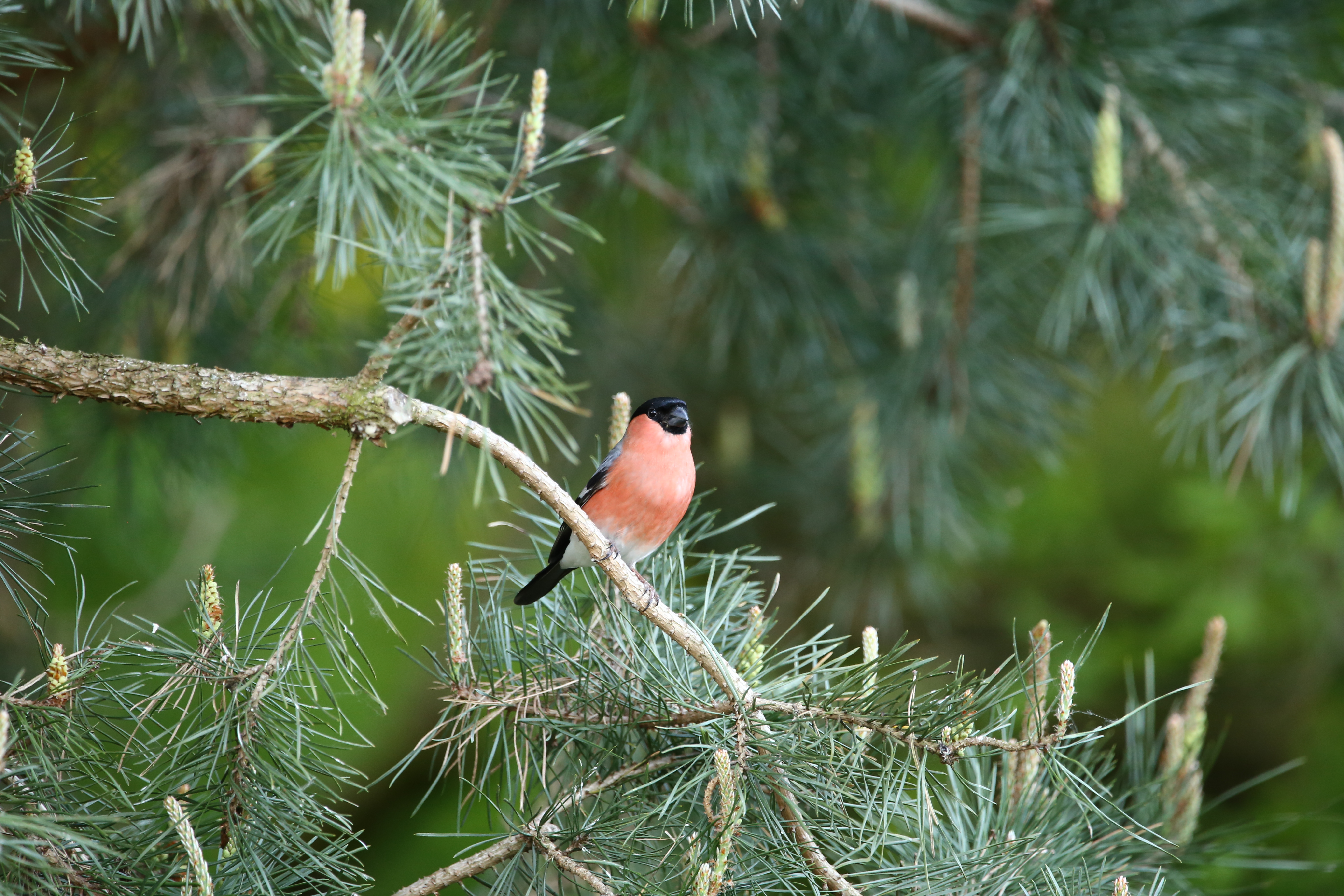 Pinus sylvestris 'Norske Typ' Unikat